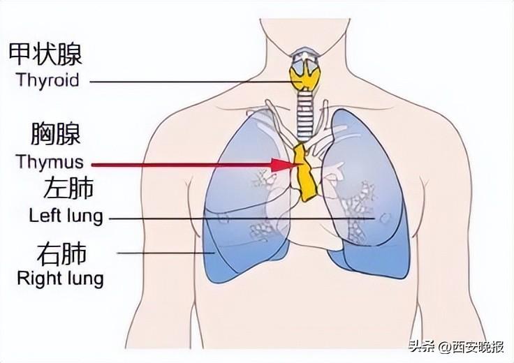 人体的基本机能有哪些_人体机能包括_人体机能基本常识