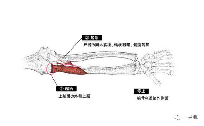 自己在健身房运动受伤_房受伤健身运动能恢复吗_健身房锻炼受伤